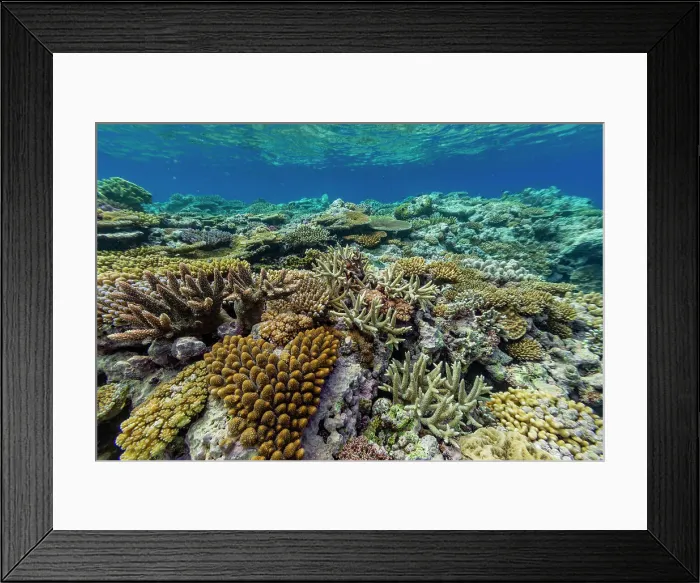 Framed Print : A myriad of hard and soft corals at Vatu-I-Ra Conservation Park on Viti Levu, Fiji, South Pacific, Pacific Framed Print : A myriad of hard and soft corals at Vatu-I-Ra Conservation Park on Viti Levu, Fiji, South Pacific, Pacific