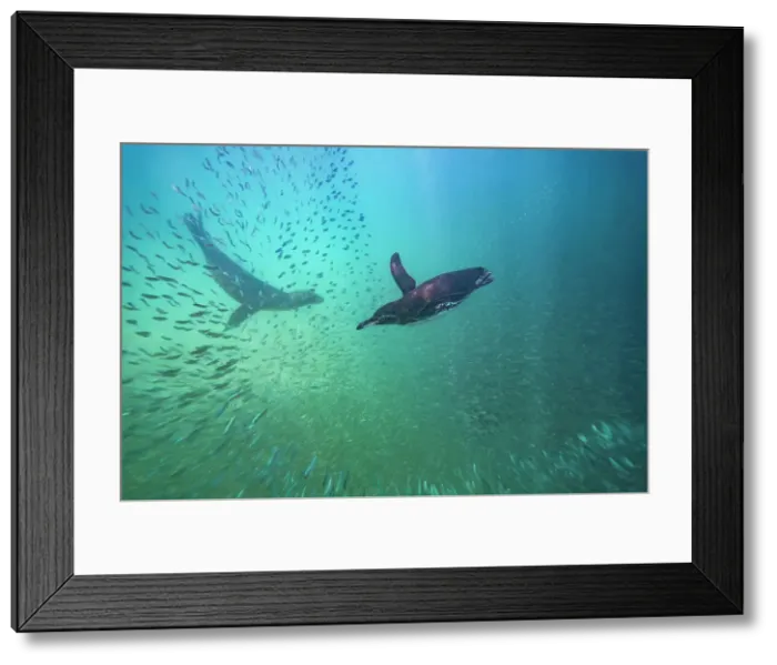 Framed Print : Galapagos penguin (Spheniscus mendiculus) feeding underwater on small baitfish in the Galapagos Islands, UNESCO World Heritage Site, Ecuador, South America