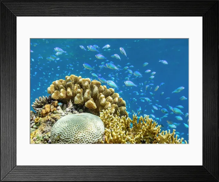Framed Print : A myriad of hard and soft corals, as well as tropical reef fish on the healthy reef near Volivoli Resort on Viti Levu, Fiji, South Pacific, Pacific Framed Print : A myriad of hard and soft corals, as well as tropical reef fish on the healthy reef near Volivoli Resort on Viti Levu, Fiji, South Pacific, Pacific