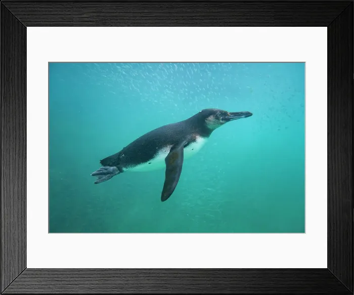 Framed Print : Galapagos penguin (Spheniscus mendiculus) feeding underwater on small baitfish in the Galapagos Islands, UNESCO World Heritage Site, Ecuador, South America Framed Print : Galapagos penguin (Spheniscus mendiculus) feeding underwater on small baitfish in the Galapagos Islands, UNESCO World Heritage Site, Ecuador, South America