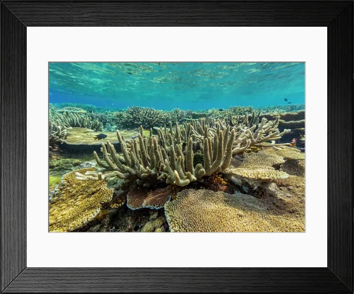 Framed Print : A myriad of hard and soft corals at Vatu-I-Ra Conservation Park on Viti Levu, Fiji, South Pacific, Pacific Framed Print : A myriad of hard and soft corals at Vatu-I-Ra Conservation Park on Viti Levu, Fiji, South Pacific, Pacific