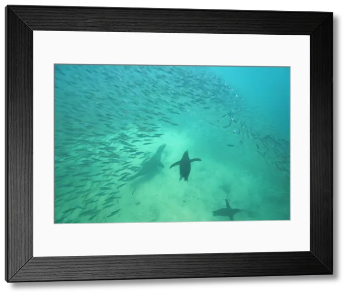Framed Print : Galapagos penguin (Spheniscus mendiculus) feeding underwater on small baitfish in the Galapagos Islands, UNESCO World Heritage Site, Ecuador, South America Framed Print : Galapagos penguin (Spheniscus mendiculus) feeding underwater on small baitfish in the Galapagos Islands, UNESCO World Heritage Site, Ecuador, South America
