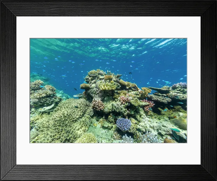 Framed Print : A myriad of hard and soft corals, as well as tropical reef fish on the healthy reef near Volivoli Resort on Viti Levu, Fiji, South Pacific, Pacific Framed Print : A myriad of hard and soft corals, as well as tropical reef fish on the healthy reef near Volivoli Resort on Viti Levu, Fiji, South Pacific, Pacific