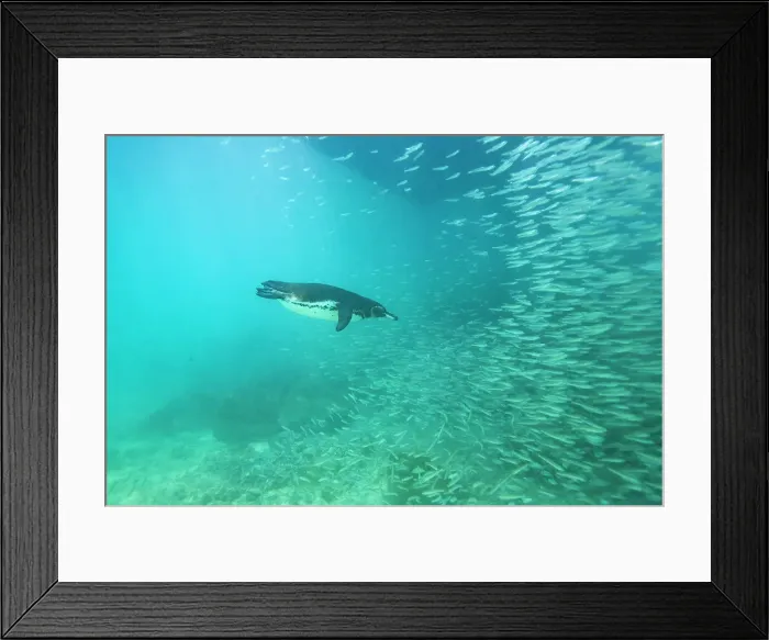Framed Print : Galapagos penguin (Spheniscus mendiculus) feeding underwater on small baitfish in the Galapagos Islands, UNESCO World Heritage Site, Ecuador, South America Framed Print : Galapagos penguin (Spheniscus mendiculus) feeding underwater on small baitfish in the Galapagos Islands, UNESCO World Heritage Site, Ecuador, South America
