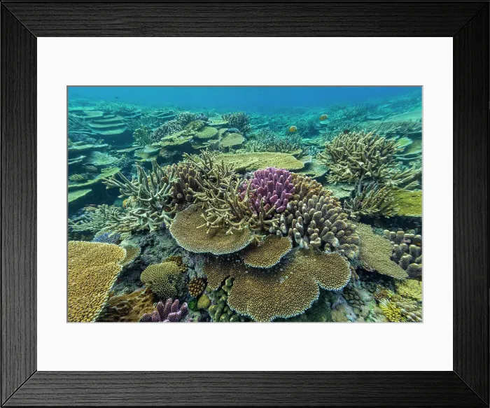 Framed Print : A myriad of hard and soft corals, as well as tropical reef fish at Vatu-I-Ra Conservation Park on Viti Levu, Fiji, South Pacific, Pacific Framed Print : A myriad of hard and soft corals, as well as tropical reef fish at Vatu-I-Ra Conservation Park on Viti Levu, Fiji, South Pacific, Pacific
