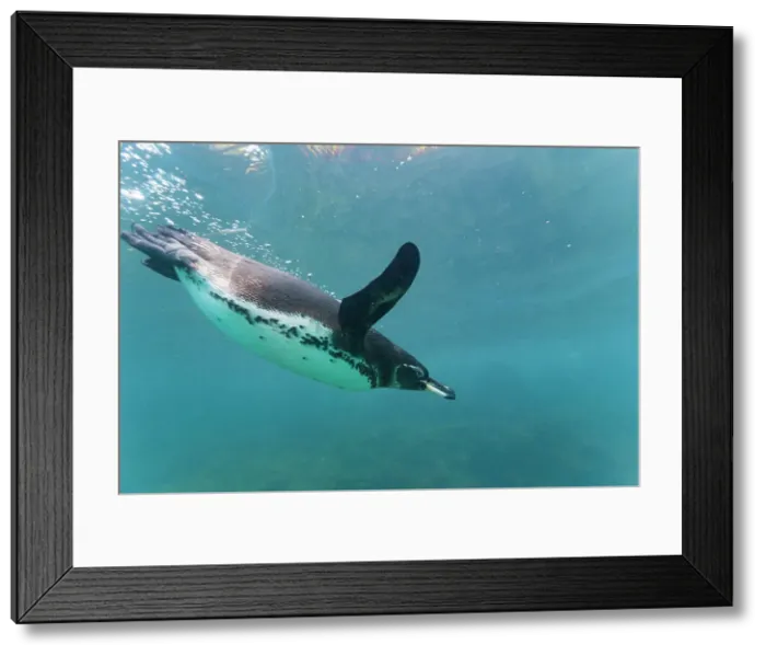 Framed Print : Galapagos penguin (Spheniscus mendiculus) feeding underwater on small baitfish in the Galapagos Islands, UNESCO World Heritage Site, Ecuador, South America Framed Print : Galapagos penguin (Spheniscus mendiculus) feeding underwater on small baitfish in the Galapagos Islands, UNESCO World Heritage Site, Ecuador, South America