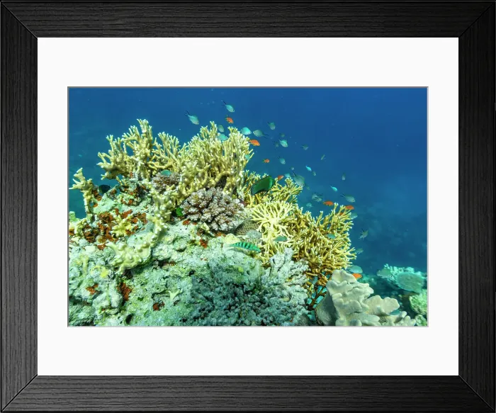 Framed Print : A myriad of hard and soft corals, as well as tropical reef fish on the healthy reef near Volivoli Resort on Viti Levu, Fiji, South Pacific, Pacific Framed Print : A myriad of hard and soft corals, as well as tropical reef fish on the healthy reef near Volivoli Resort on Viti Levu, Fiji, South Pacific, Pacific