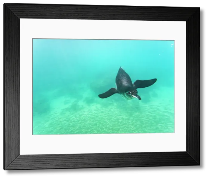 Framed Print : Galapagos penguin (Spheniscus mendiculus) feeding underwater on small baitfish in the Galapagos Islands, UNESCO World Heritage Site, Ecuador, South America