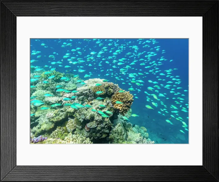 Framed Print : A myriad of hard and soft corals, as well as tropical reef fish on the healthy reef near Volivoli Resort on Viti Levu, Fiji, South Pacific, Pacific Framed Print : A myriad of hard and soft corals, as well as tropical reef fish on the healthy reef near Volivoli Resort on Viti Levu, Fiji, South Pacific, Pacific