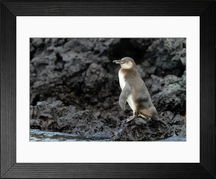 Framed Print : Galapagos penguin (Spheniscus mendiculus) hauled out on lava in the Galapagos Island Archipelago, UNESCO World Heritage Site, Ecuador, South America Framed Print : Galapagos penguin (Spheniscus mendiculus) hauled out on lava in the Galapagos Island Archipelago, UNESCO World Heritage Site, Ecuador, South America