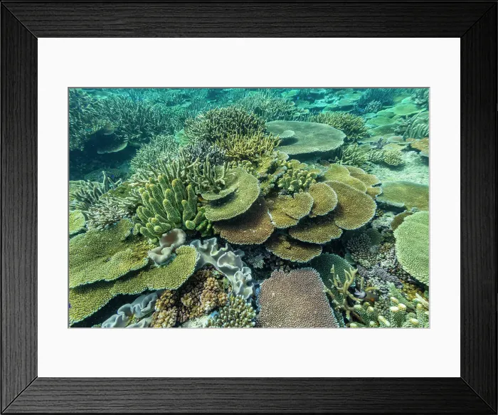 Framed Print : A myriad of hard and soft corals at Vatu-I-Ra Conservation Park on Viti Levu, Fiji, South Pacific, Pacific Framed Print : A myriad of hard and soft corals at Vatu-I-Ra Conservation Park on Viti Levu, Fiji, South Pacific, Pacific