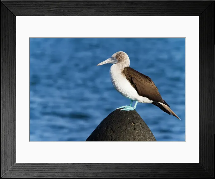Framed Print : Adult blue-footed booby (Sula nebouxii) in the Galapagos Island Archipelago, UNESCO World Heritage Site, Ecuador, South America Framed Print : Adult blue-footed booby (Sula nebouxii) in the Galapagos Island Archipelago, UNESCO World Heritage Site, Ecuador, South America