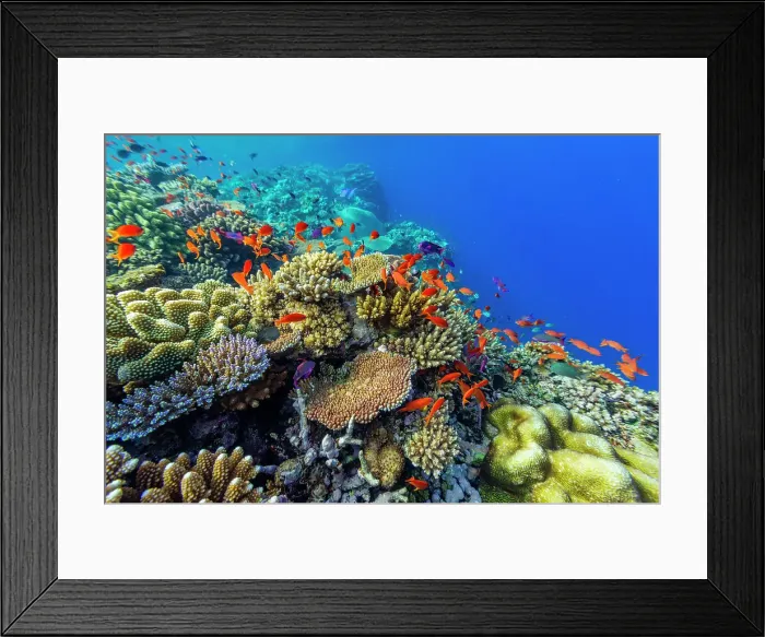 Framed Print : A myriad of hard and soft corals, as well as tropical reef fish at Vatu-I-Ra Conservation Park on Viti Levu, Fiji, South Pacific, Pacific Framed Print : A myriad of hard and soft corals, as well as tropical reef fish at Vatu-I-Ra Conservation Park on Viti Levu, Fiji, South Pacific, Pacific