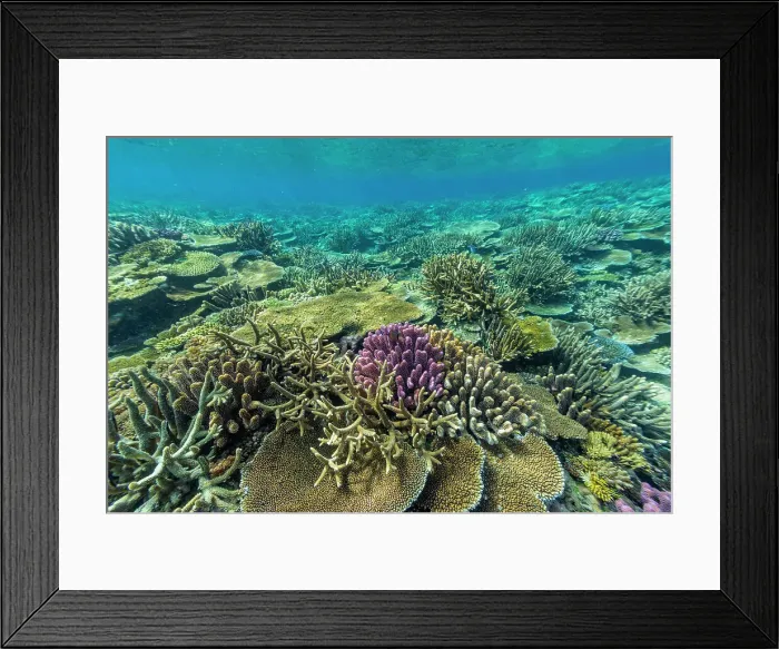 Framed Print : A myriad of hard and soft corals at Vatu-I-Ra Conservation Park on Viti Levu, Fiji, South Pacific, Pacific Framed Print : A myriad of hard and soft corals at Vatu-I-Ra Conservation Park on Viti Levu, Fiji, South Pacific, Pacific