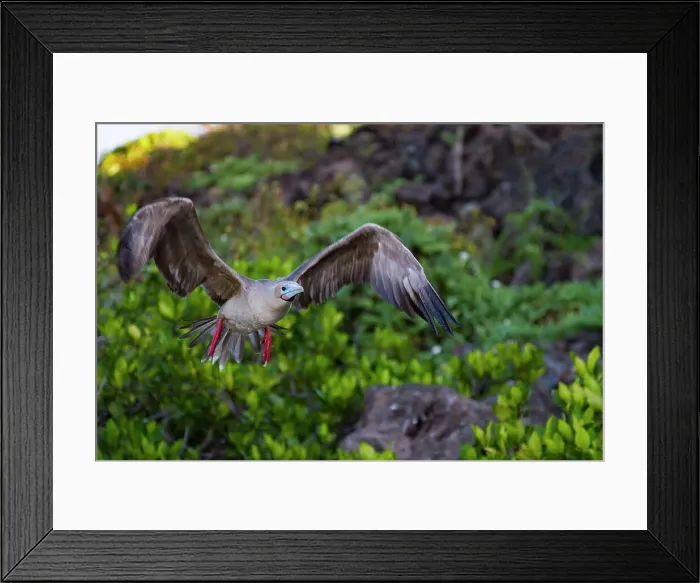 Framed Print : Adult red-footed booby (Sula sula) in flight in the Galapagos Island Archipelago, UNESCO World Heritage Site, Ecuador, South America Framed Print : Adult red-footed booby (Sula sula) in flight in the Galapagos Island Archipelago, UNESCO World Heritage Site, Ecuador, South America