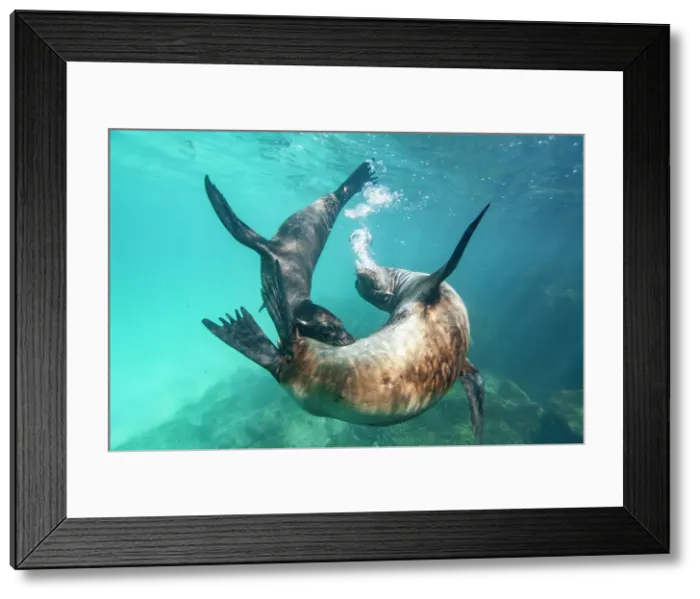 Framed Print : Young Galapagos sea lions (Zalophus wollebaeki) at play underwater in the Galapagos Island Archipelago, UNESCO World Heritage Site, Ecuador, South America Framed Print : Young Galapagos sea lions (Zalophus wollebaeki) at play underwater in the Galapagos Island Archipelago, UNESCO World Heritage Site, Ecuador, South America