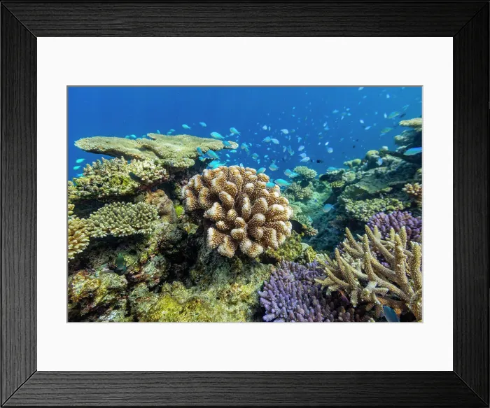 Framed Print : A myriad of hard and soft corals, as well as tropical reef fish on the healthy reef near Volivoli Resort on Viti Levu, Fiji, South Pacific, Pacific