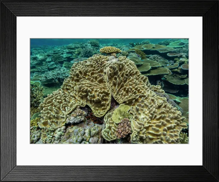 Framed Print : A myriad of hard and soft corals at Vatu-I-Ra Conservation Park on Viti Levu, Fiji, South Pacific, Pacific Framed Print : A myriad of hard and soft corals at Vatu-I-Ra Conservation Park on Viti Levu, Fiji, South Pacific, Pacific
