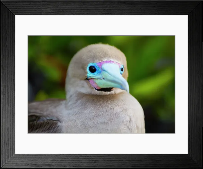 Framed Print : Adult red-footed booby (Sula sula) in the Galapagos Island Archipelago, UNESCO World Heritage Site, Ecuador, South America Framed Print : Adult red-footed booby (Sula sula) in the Galapagos Island Archipelago, UNESCO World Heritage Site, Ecuador, South America