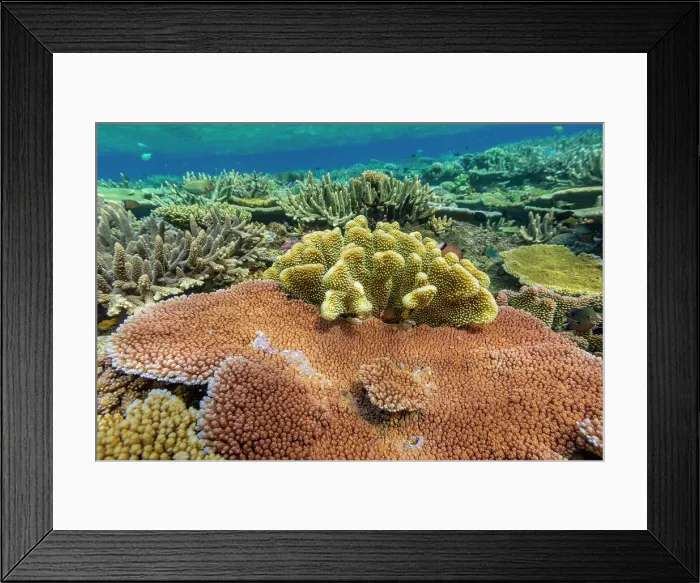 Framed Print : A myriad of hard and soft corals, as well as tropical reef fish at Vatu-I-Ra Conservation Park on Viti Levu, Fiji, South Pacific, Pacific