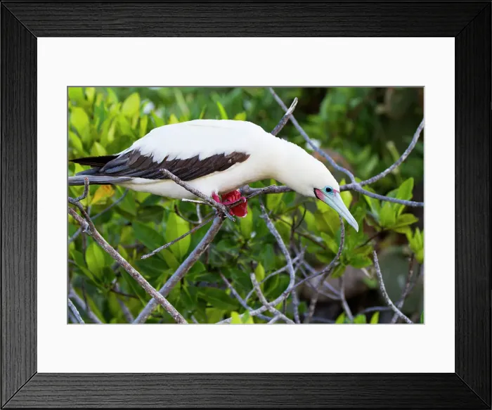 Framed Print : Adult red-footed booby (Sula sula) in the Galapagos Island Archipelago, UNESCO World Heritage Site, Ecuador, South America Framed Print : Adult red-footed booby (Sula sula) in the Galapagos Island Archipelago, UNESCO World Heritage Site, Ecuador, South America