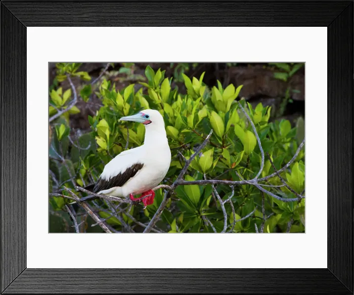 Framed Print : Adult red-footed booby (Sula sula) in the Galapagos Island Archipelago, UNESCO World Heritage Site, Ecuador, South America Framed Print : Adult red-footed booby (Sula sula) in the Galapagos Island Archipelago, UNESCO World Heritage Site, Ecuador, South America