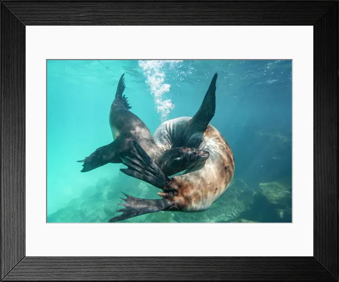 Framed Print : Young Galapagos sea lions (Zalophus wollebaeki) at play underwater in the Galapagos Island Archipelago, UNESCO World Heritage Site, Ecuador, South America Framed Print : Young Galapagos sea lions (Zalophus wollebaeki) at play underwater in the Galapagos Island Archipelago, UNESCO World Heritage Site, Ecuador, South America