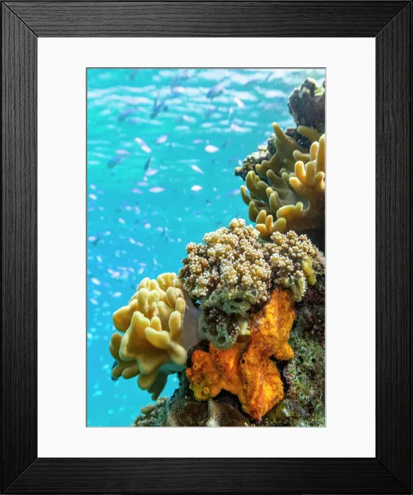 Framed Print : A myriad of hard and soft corals, as well as tropical reef fish on the healthy reef near Volivoli Resort on Viti Levu, Fiji, South Pacific, Pacific Framed Print : A myriad of hard and soft corals, as well as tropical reef fish on the healthy reef near Volivoli Resort on Viti Levu, Fiji, South Pacific, Pacific