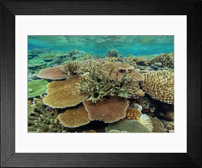 Framed Print : A myriad of hard and soft corals at Vatu-I-Ra Conservation Park on Viti Levu, Fiji, South Pacific, Pacific Framed Print : A myriad of hard and soft corals at Vatu-I-Ra Conservation Park on Viti Levu, Fiji, South Pacific, Pacific