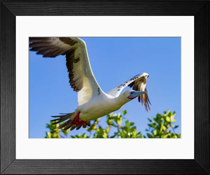 Framed Print : Adult red-footed booby (Sula sula) in flight in the Galapagos Island Archipelago, UNESCO World Heritage Site, Ecuador, South America Framed Print : Adult red-footed booby (Sula sula) in flight in the Galapagos Island Archipelago, UNESCO World Heritage Site, Ecuador, South America