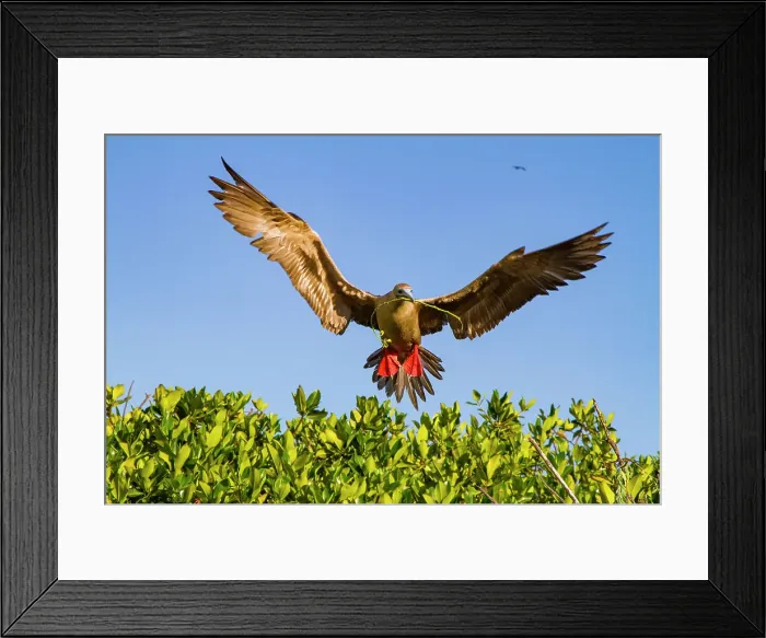 Framed Print : Adult red-footed booby (Sula sula) returning to the nest site with nest building material in the Galapagos Islands, UNESCO World Heritage Site, Ecuador, South America Framed Print : Adult red-footed booby (Sula sula) returning to the nest site with nest building material in the Galapagos Islands, UNESCO World Heritage Site, Ecuador, South America
