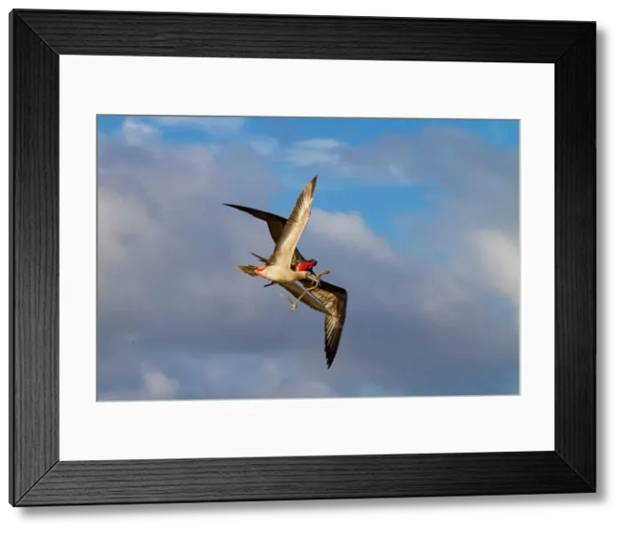 Framed Print : Adult red-footed booby (Sula sula) being attacked in flight by a great frigatebird (Fregata minor) in the Galapagos, UNESCO World Heritage Site, Ecuador, South America