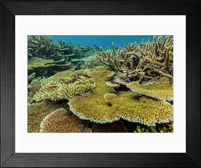 Framed Print : A myriad of hard and soft corals at Vatu-I-Ra Conservation Park on Viti Levu, Fiji, South Pacific, Pacific Framed Print : A myriad of hard and soft corals at Vatu-I-Ra Conservation Park on Viti Levu, Fiji, South Pacific, Pacific