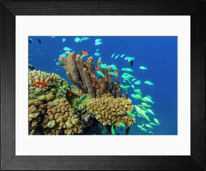Framed Print : A myriad of hard and soft corals, as well as tropical reef fish on the healthy reef near Volivoli Resort on Viti Levu, Fiji, South Pacific, Pacific Framed Print : A myriad of hard and soft corals, as well as tropical reef fish on the healthy reef near Volivoli Resort on Viti Levu, Fiji, South Pacific, Pacific