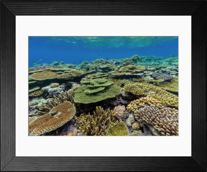 Framed Print : A myriad of hard and soft corals, as well as tropical reef fish at Vatu-I-Ra Conservation Park on Viti Levu, Fiji, South Pacific, Pacific Framed Print : A myriad of hard and soft corals, as well as tropical reef fish at Vatu-I-Ra Conservation Park on Viti Levu, Fiji, South Pacific, Pacific