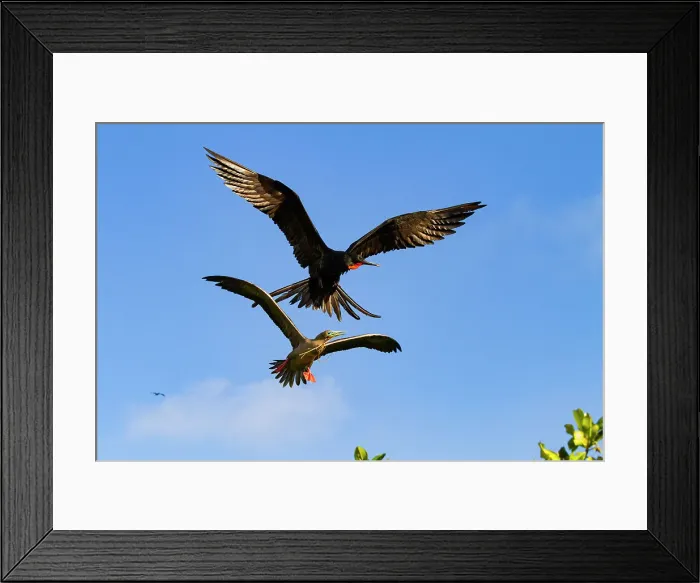 Framed Print : Adult red-footed booby (Sula sula) being attacked in flight by a great frigatebird (Fregata minor) in the Galapagos, UNESCO World Heritage Site, Ecuador, South America Framed Print : Adult red-footed booby (Sula sula) being attacked in flight by a great frigatebird (Fregata minor) in the Galapagos, UNESCO World Heritage Site, Ecuador, South America