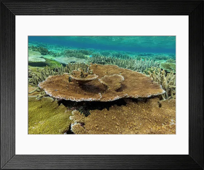 Framed Print : A myriad of hard and soft corals at Vatu-I-Ra Conservation Park on Viti Levu, Fiji, South Pacific, Pacific Framed Print : A myriad of hard and soft corals at Vatu-I-Ra Conservation Park on Viti Levu, Fiji, South Pacific, Pacific