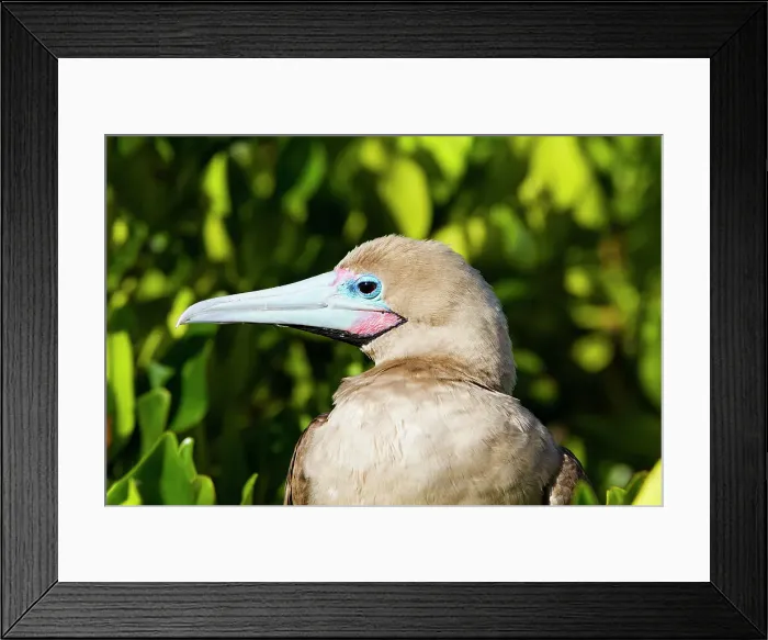 Framed Print : Adult red-footed booby (Sula sula) in the Galapagos Island Archipelago, UNESCO World Heritage Site, Ecuador, South America Framed Print : Adult red-footed booby (Sula sula) in the Galapagos Island Archipelago, UNESCO World Heritage Site, Ecuador, South America