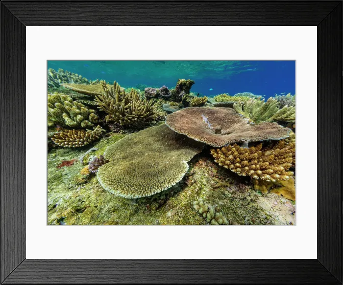 Framed Print : A myriad of hard and soft corals, as well as tropical reef fish at Vatu-I-Ra Conservation Park on Viti Levu, Fiji, South Pacific, Pacific Framed Print : A myriad of hard and soft corals, as well as tropical reef fish at Vatu-I-Ra Conservation Park on Viti Levu, Fiji, South Pacific, Pacific