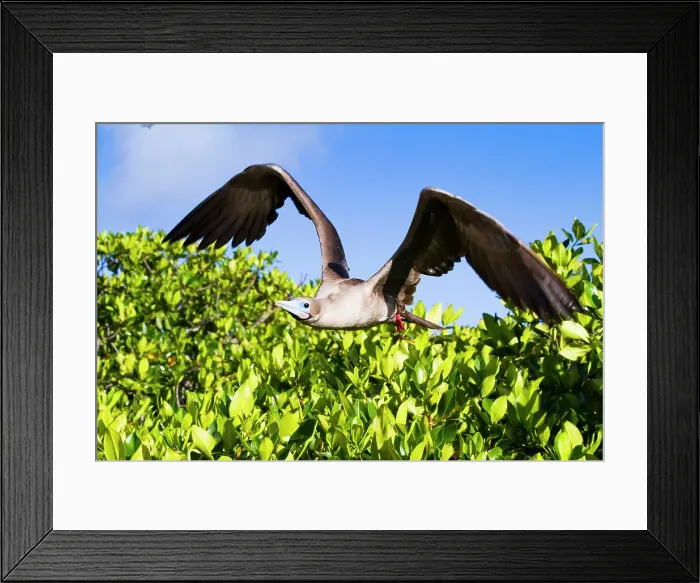 Framed Print : Adult red-footed booby (Sula sula) returning to the nest site in the Galapagos Islands, UNESCO World Heritage Site, Ecuador, South America Framed Print : Adult red-footed booby (Sula sula) returning to the nest site in the Galapagos Islands, UNESCO World Heritage Site, Ecuador, South America