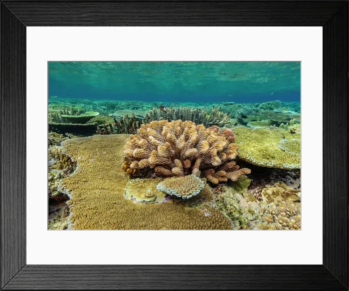 Framed Print : A myriad of hard and soft corals at Vatu-I-Ra Conservation Park on Viti Levu, Fiji, South Pacific, Pacific Framed Print : A myriad of hard and soft corals at Vatu-I-Ra Conservation Park on Viti Levu, Fiji, South Pacific, Pacific