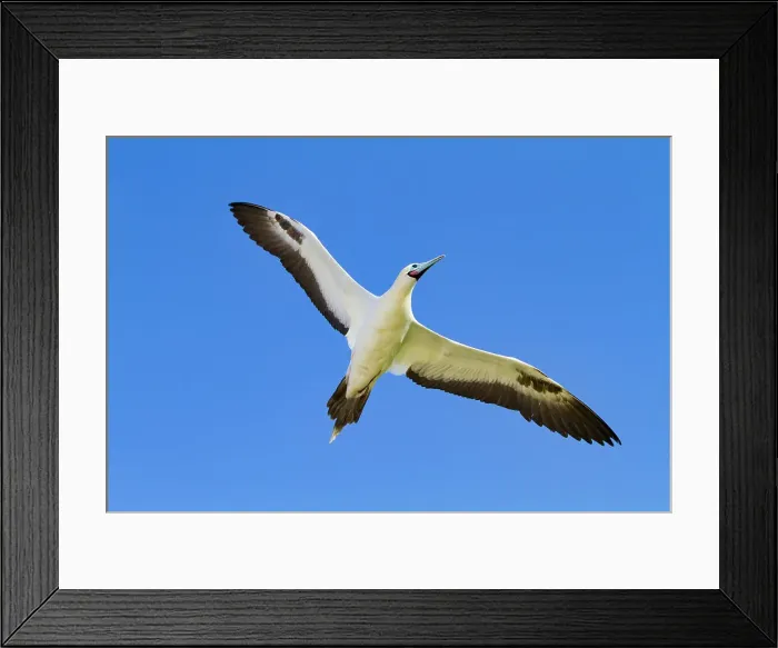 Framed Print : Adult red-footed booby (Sula sula) in flight in the Galapagos Island Archipelago, UNESCO World Heritage Site, Ecuador, South America Framed Print : Adult red-footed booby (Sula sula) in flight in the Galapagos Island Archipelago, UNESCO World Heritage Site, Ecuador, South America