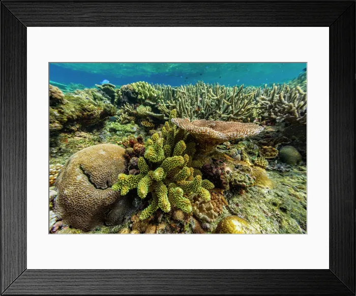 Framed Print : A myriad of hard and soft corals at Vatu-I-Ra Conservation Park on Viti Levu, Fiji, South Pacific, Pacific Framed Print : A myriad of hard and soft corals at Vatu-I-Ra Conservation Park on Viti Levu, Fiji, South Pacific, Pacific
