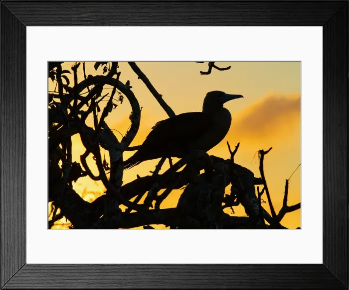 Framed Print : Adult red-footed booby (Sula sula) at sunset in the Galapagos Island Archipelago, UNESCO World Heritage Site, Ecuador, South America Framed Print : Adult red-footed booby (Sula sula) at sunset in the Galapagos Island Archipelago, UNESCO World Heritage Site, Ecuador, South America