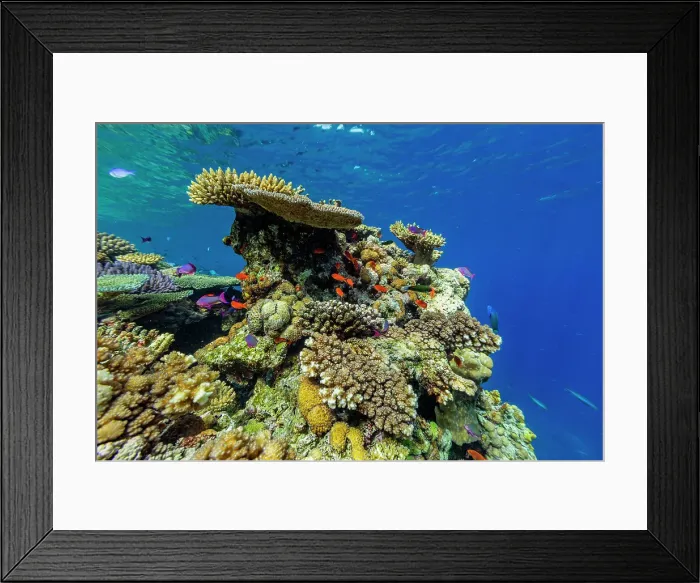 Framed Print : A myriad of hard and soft corals, as well as tropical reef fish at Vatu-I-Ra Conservation Park on Viti Levu, Fiji, South Pacific, Pacific Framed Print : A myriad of hard and soft corals, as well as tropical reef fish at Vatu-I-Ra Conservation Park on Viti Levu, Fiji, South Pacific, Pacific
