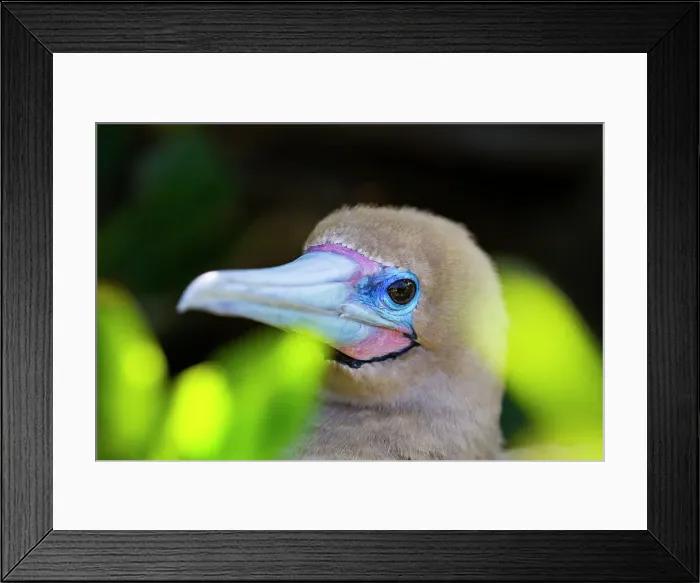 Framed Print : Adult red-footed booby (Sula sula) head detail in the Galapagos Island Archipelago, UNESCO World Heritage Site, Ecuador, South America Framed Print : Adult red-footed booby (Sula sula) head detail in the Galapagos Island Archipelago, UNESCO World Heritage Site, Ecuador, South America