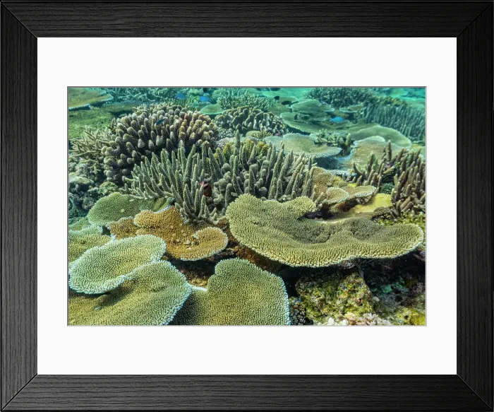 Framed Print : A myriad of hard and soft corals, as well as tropical reef fish at Vatu-I-Ra Conservation Park on Viti Levu, Fiji, South Pacific, Pacific Framed Print : A myriad of hard and soft corals, as well as tropical reef fish at Vatu-I-Ra Conservation Park on Viti Levu, Fiji, South Pacific, Pacific