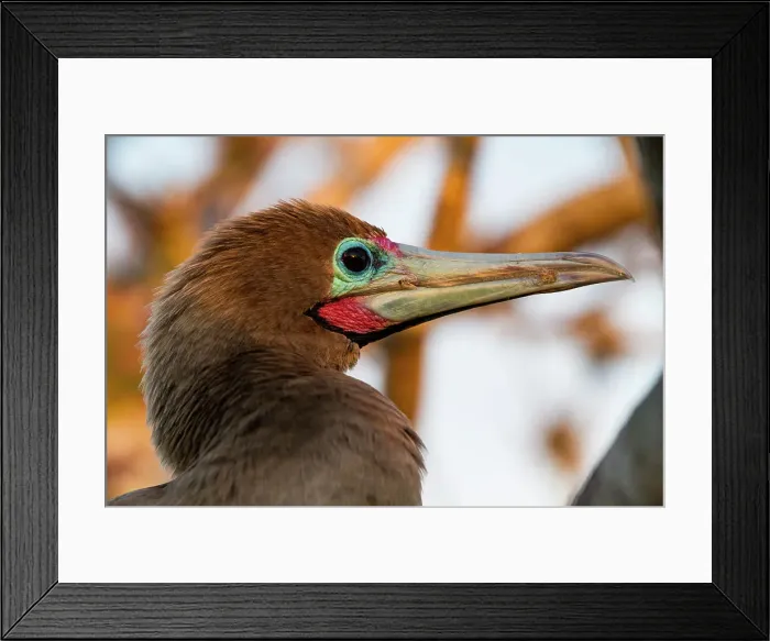 Framed Print : Adult red-footed booby (Sula sula) head detail in the Galapagos Island Archipelago, UNESCO World Heritage Site, Ecuador, South America Framed Print : Adult red-footed booby (Sula sula) head detail in the Galapagos Island Archipelago, UNESCO World Heritage Site, Ecuador, South America