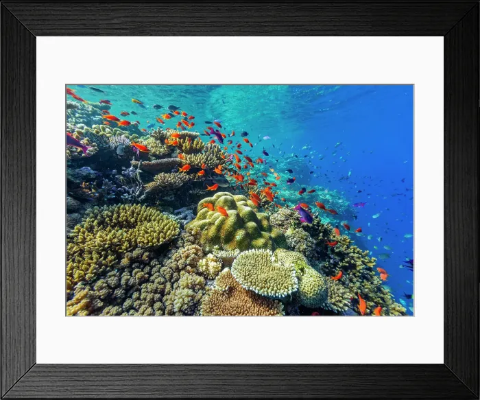 Framed Print : A myriad of hard and soft corals, as well as tropical reef fish at Vatu-I-Ra Conservation Park on Viti Levu, Fiji, South Pacific, Pacific Framed Print : A myriad of hard and soft corals, as well as tropical reef fish at Vatu-I-Ra Conservation Park on Viti Levu, Fiji, South Pacific, Pacific