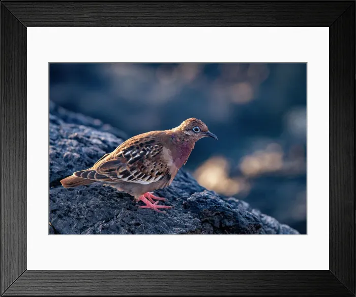 Framed Print : An adult Galapagos dove (Zenaida galapagoensis) on Espanola Island in the Galapagos Island Archipelago, UNESCO World Heritage Site, Ecuador, South America Framed Print : An adult Galapagos dove (Zenaida galapagoensis) on Espanola Island in the Galapagos Island Archipelago, UNESCO World Heritage Site, Ecuador, South America